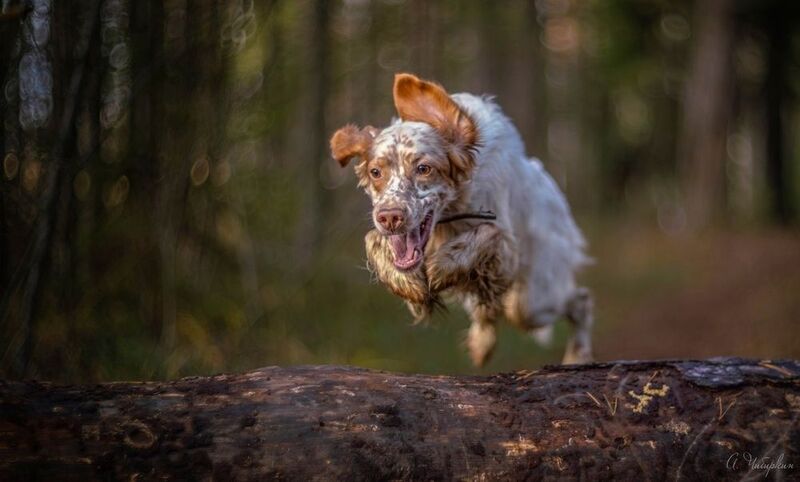 Летучие собакиphoto preview