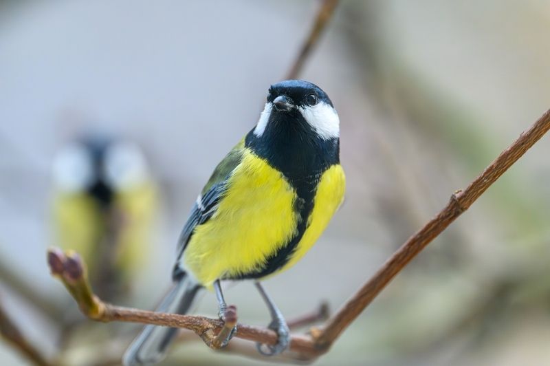 Ребята с нашего двораphoto preview