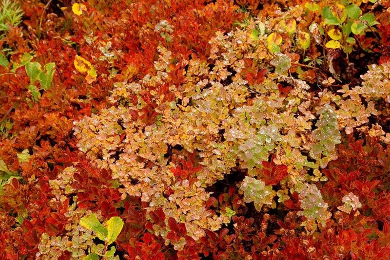 камчатка, тундра, растения, флора, осень Краски осени низкорослой Камчаткиphoto preview