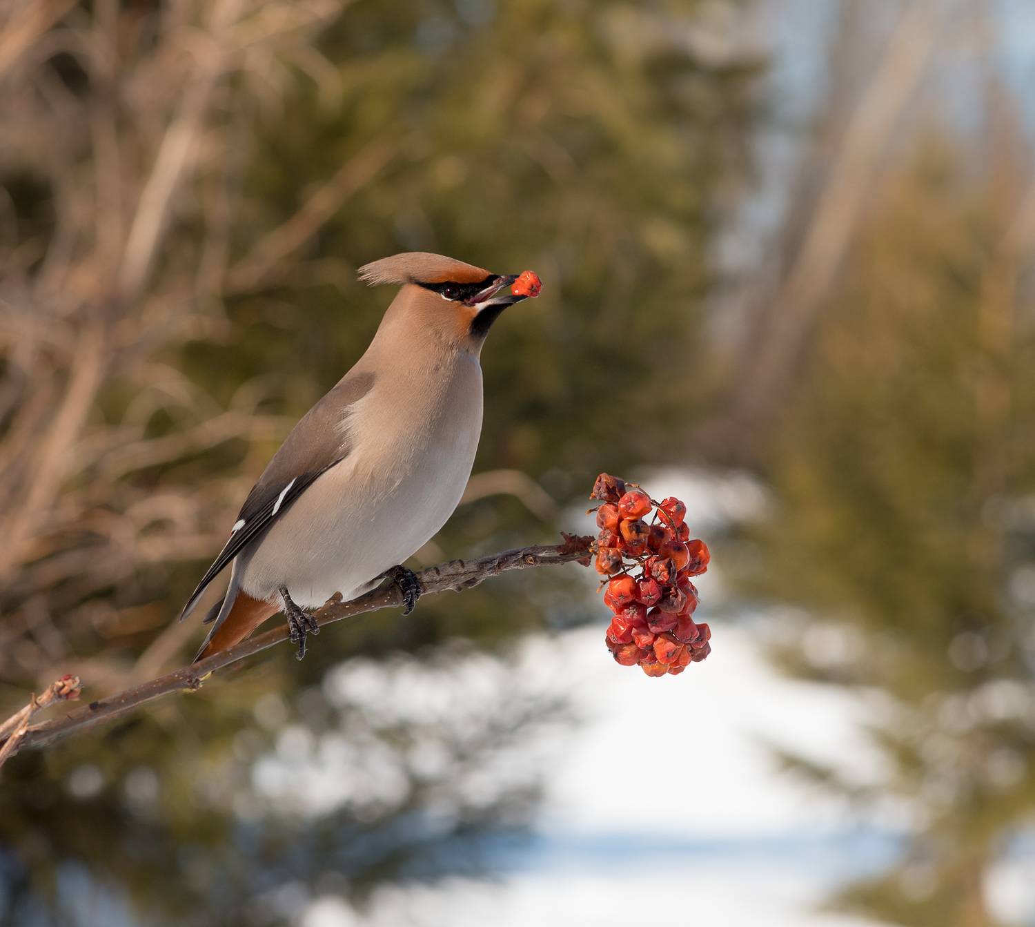 птицы, свиристель, зима, birds, wildlife, Алексей Юденков
