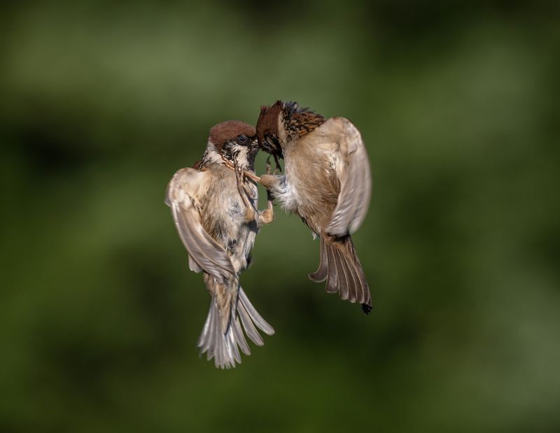 фото превью