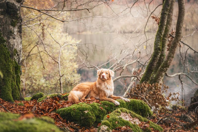 The Fairytale Forestphoto preview