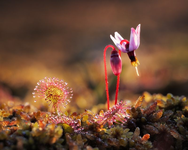 болота, болталенобласти, ленобласть Сезон цветения на болотахphoto preview