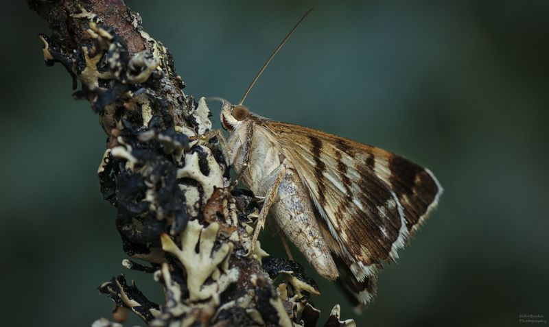 макро, природа, бабочка, мотылек, macro, nature, butterfly, moth, Ленточница пёстраяphoto preview