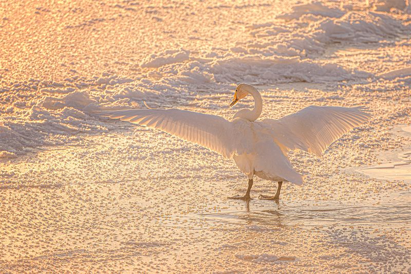 лебеди-кликуны на бии Утренняя гимнастикаphoto preview