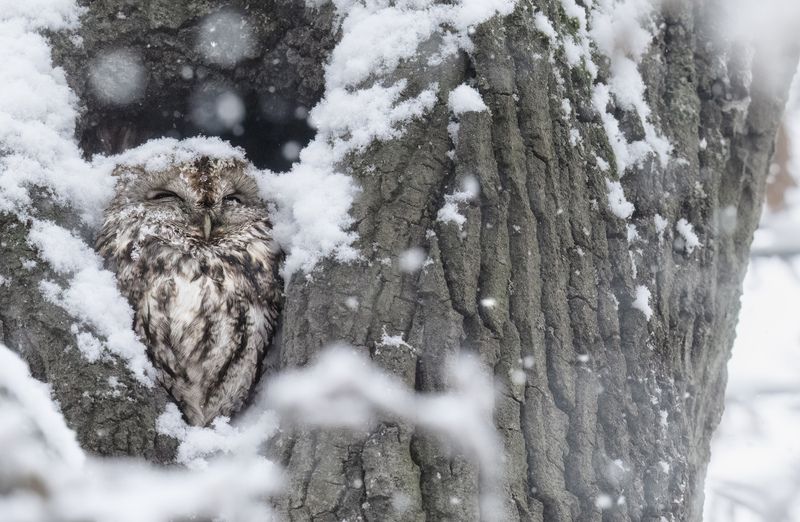 bird, winter, snowflake, nature, wildlife, owl, tawnyowl,funny,cute Snowflake фото превью