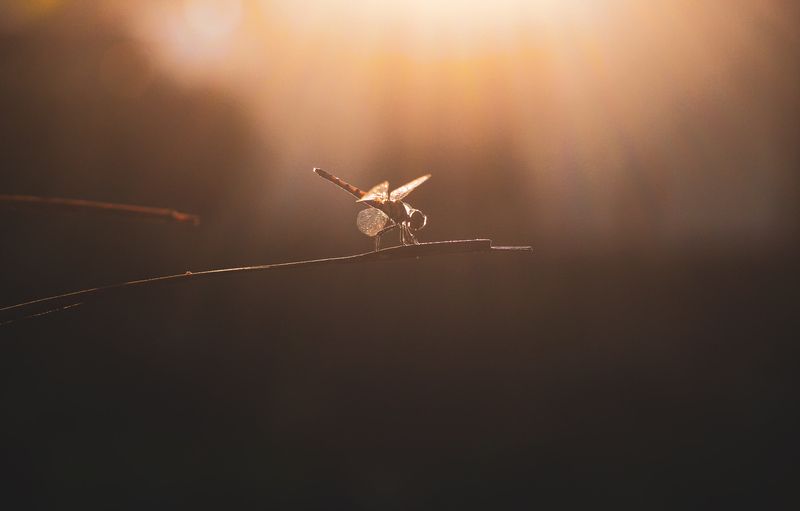 Rays фото превью