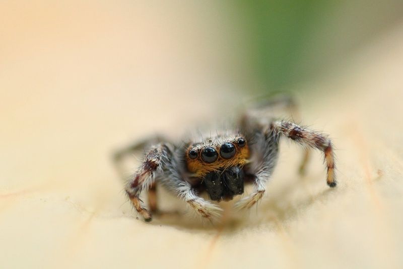 Jumping Spider фото превью