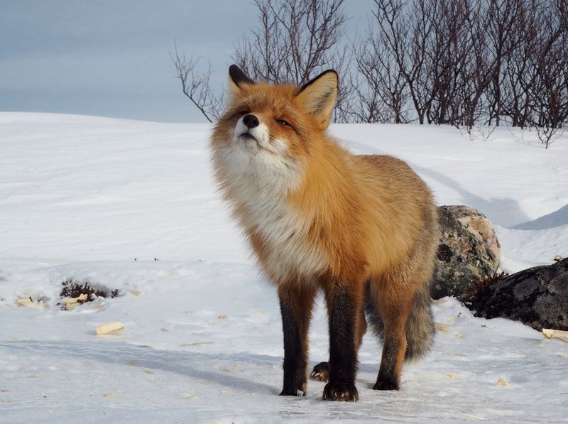 Ловя запах весны... фото превью