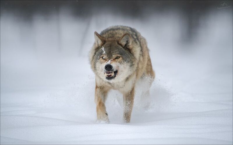 волк, серый волк, европейский волк, фототур в красный бор, красный бор, фотосъемка волков, grey wolf, canis lupus, фототуры 2026 ЗВЕРЬphoto preview