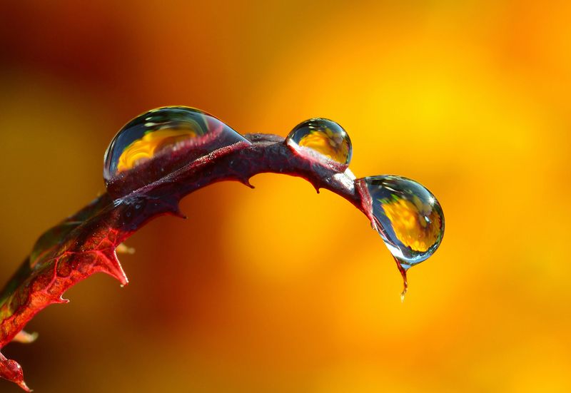 Макро, вода, солнце, свет, растение, Просто макро.photo preview