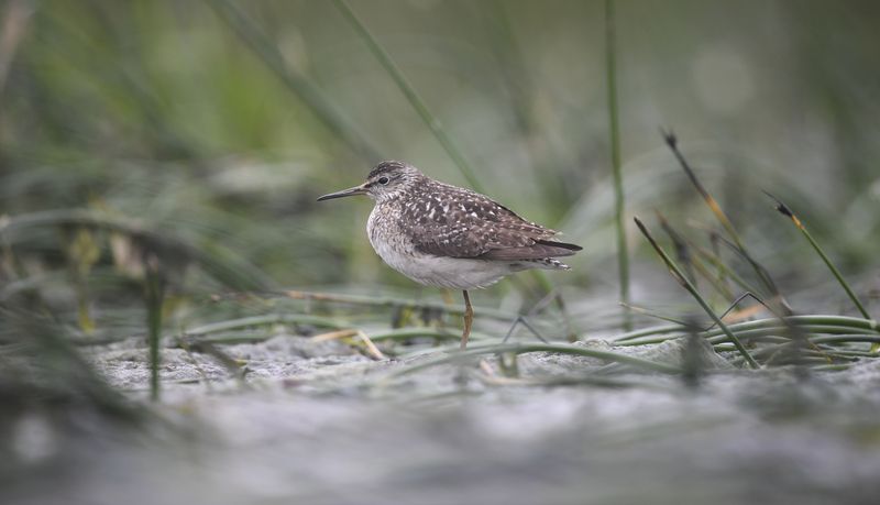 кулик, фифи, финский залив,  пасмурно, птица, bird, birds, wildlife, nature,  природа, snipe, В тишинеphoto preview