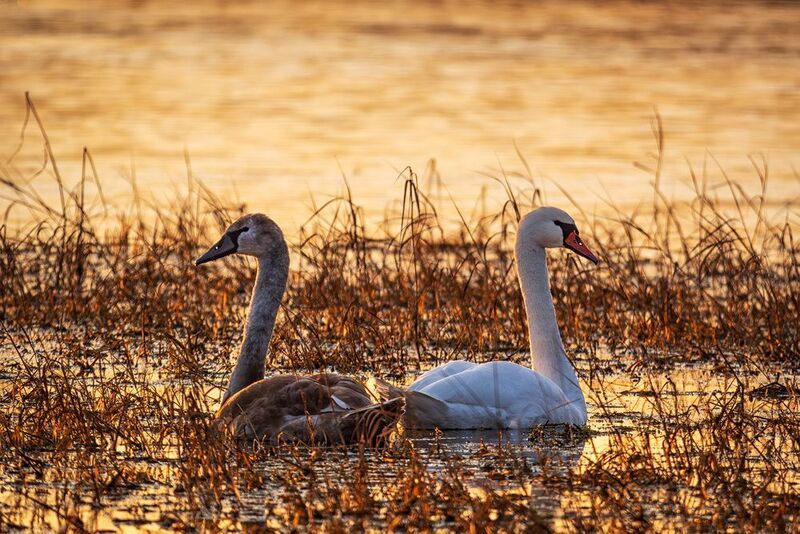 Один белый другой серый, два веселых лебедяphoto preview