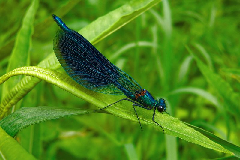 Calopteryx virgophoto preview