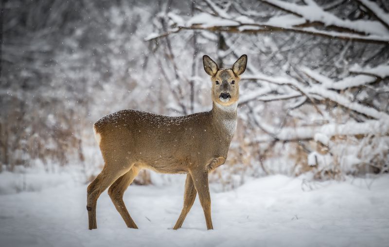 Европейская косуля. photo preview