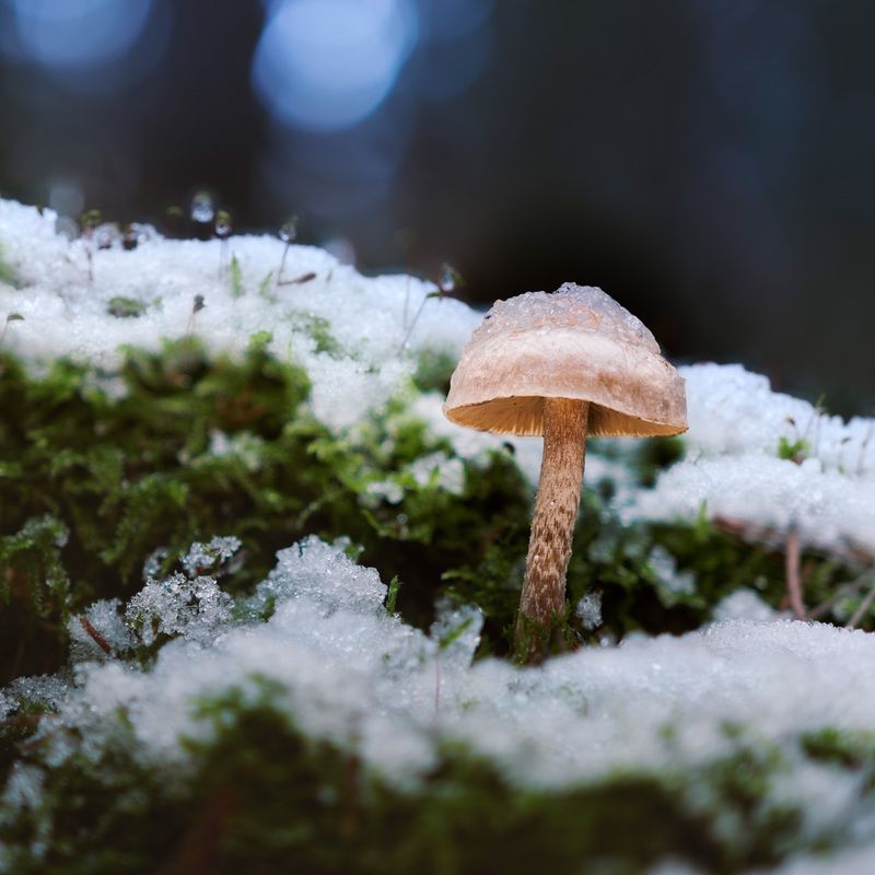 гриб, лес, снег Грибок под снегомphoto preview