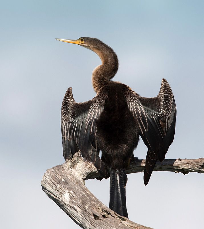американская змеешейка, anhinga, birds,птицы,змеешейка Anhinga - Американская Змеешейкаphoto preview