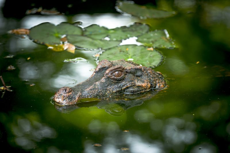 южная америка, south america, французская гвиана, french guiana, guyane, космодром, космодром куру, гвианский космический центр, guiana space centre, река куру, kourou river, григорий беденко,  grigoriy bedenko Французская Гвианаphoto preview