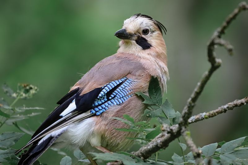 сойка, птица, природа Сойкаphoto preview