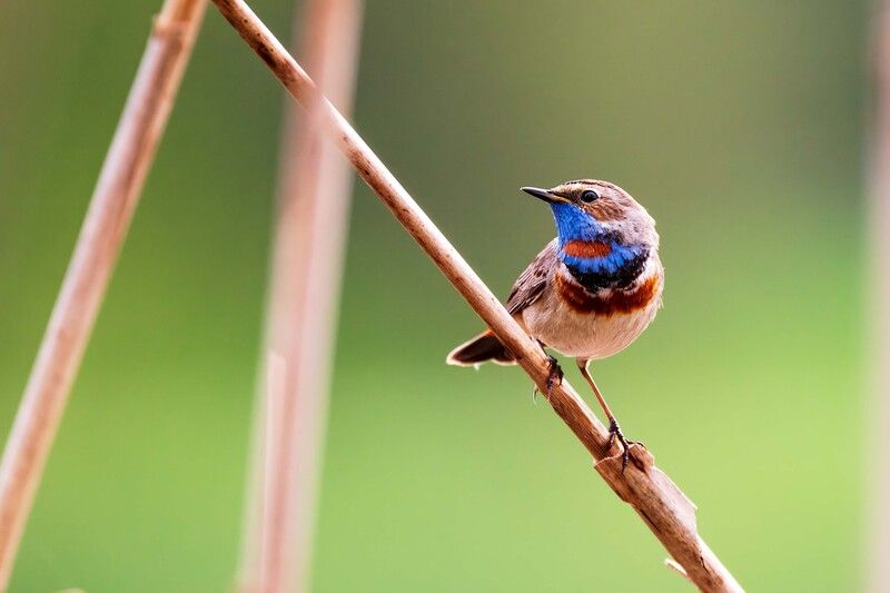 *** фото превью