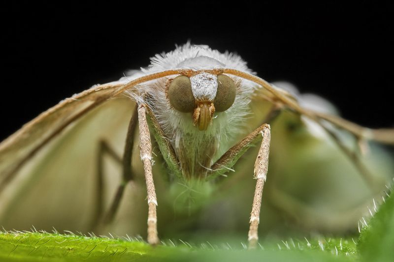 (Lomographa temerata) photo preview