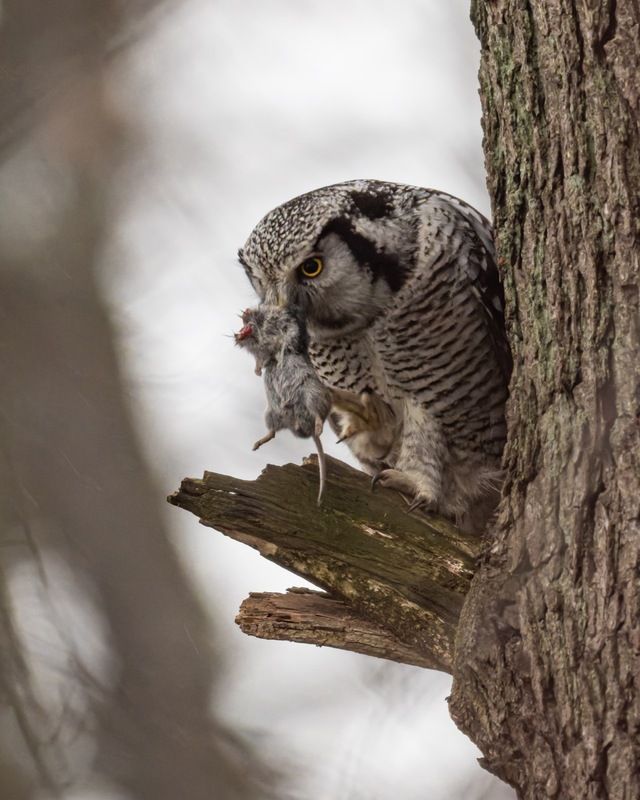 ястребиная сова, сова, птицы Ястребиная соваphoto preview