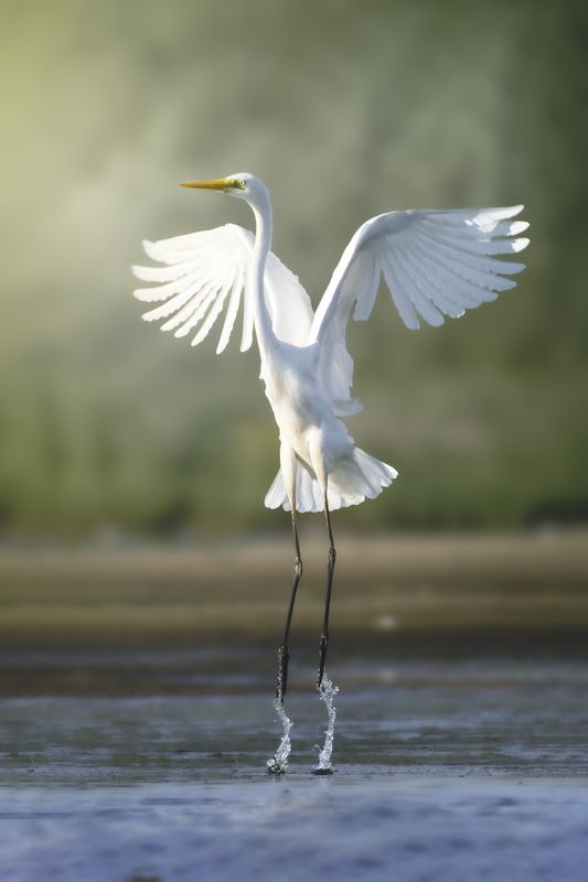 большая белая цапля, great egret, Ardea alba, heron, водоплавающая птица, wildlife, birdwatching, nature, bird photography Большая белая цапля. Взлет photo preview