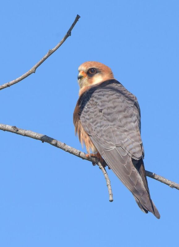 Охотникphoto preview