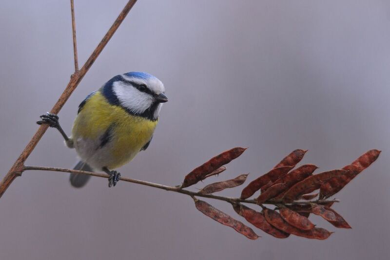 солодка голая, glycyrrhiza glabra, лазоревка, parus caeruleus, Лазоревкаphoto preview