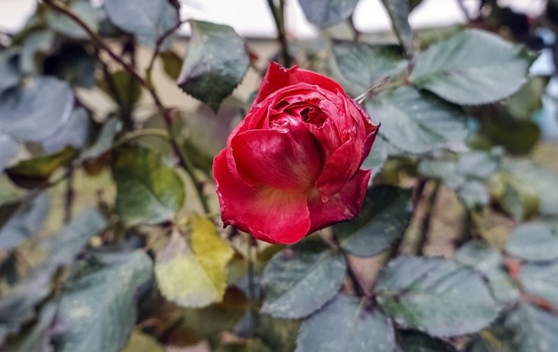 Ноябрьскаяphoto preview