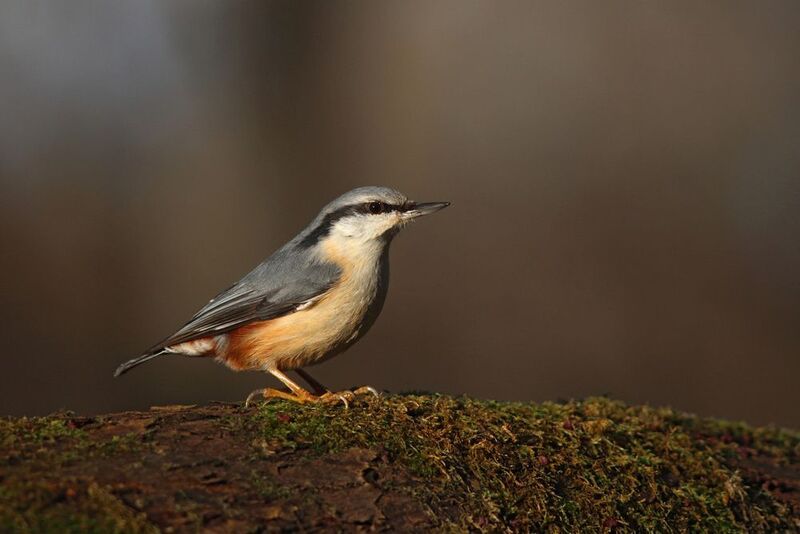обыкновенный поползень, поползень, sutta europaea, eurasian nuthatch Поползеньphoto preview