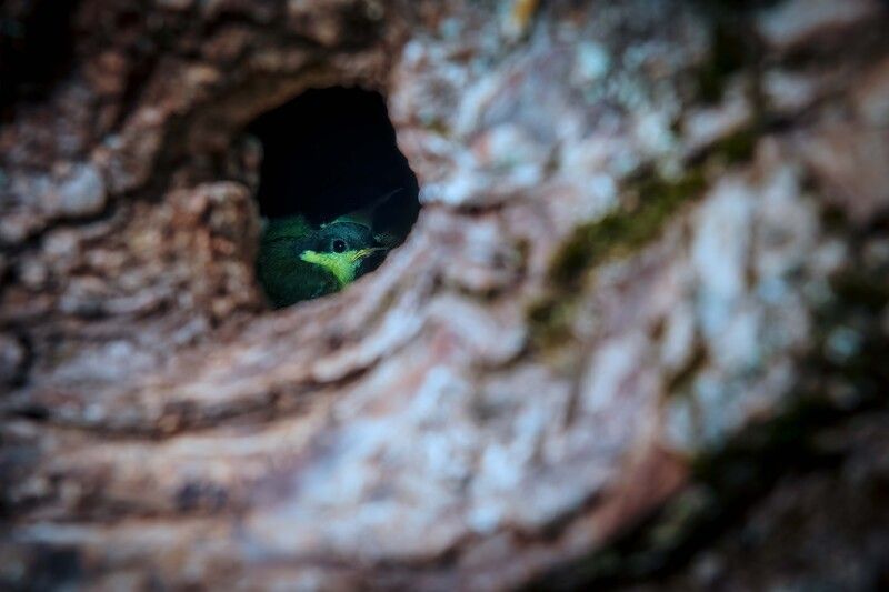 Слетки большой синицыphoto preview