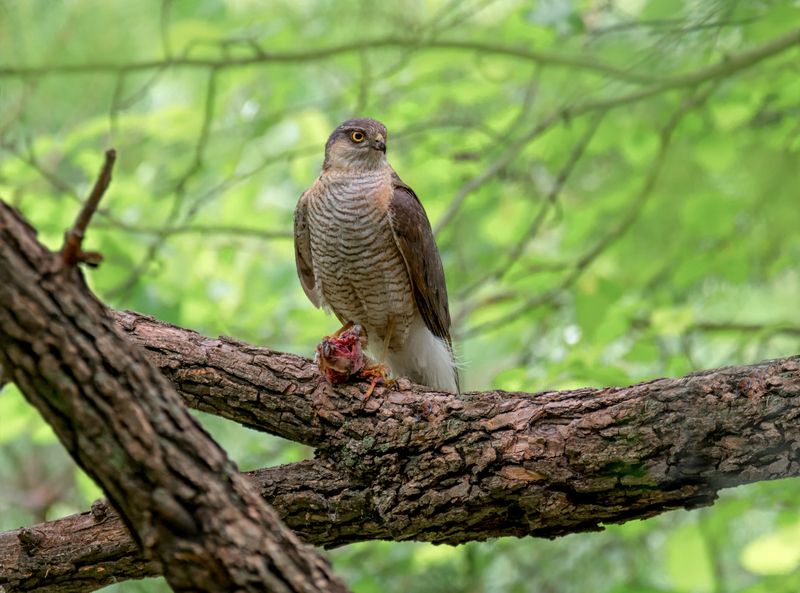 птица, ястреб, перепелятник, добыча, Охотник.photo preview