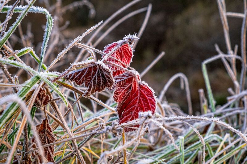 осень растения иней природа Осенние цвета.photo preview