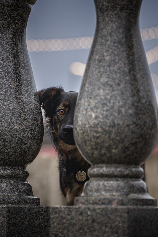 Кузя в поиске домаphoto preview