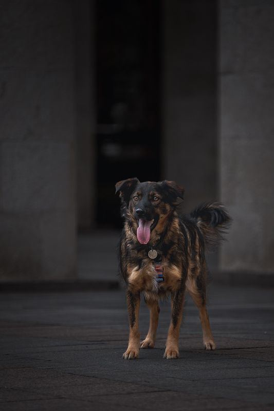 Кузя в поиске домаphoto preview