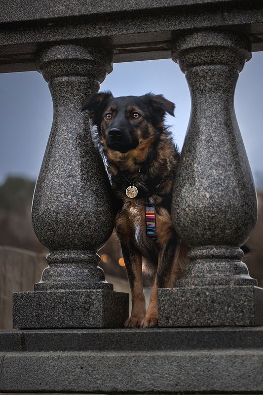 Кузя в поиске домаphoto preview