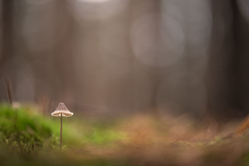 грибы, свет, утро, осень, поганочка, красота, живое, цвет, россия, воронеж,  осень, nikon d850, carl zeiss makro-planar t* 100mm f/2 zf.2 Утро поздней осени...photo preview