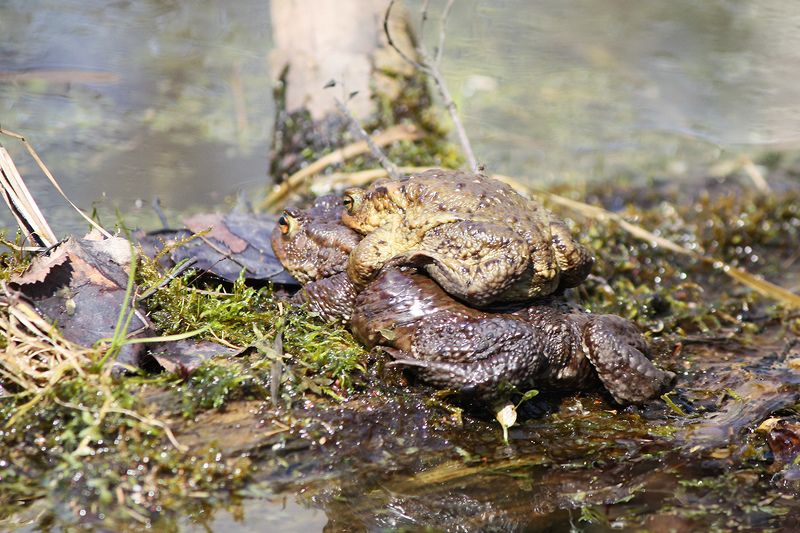 жаба, обыкновенная жаба, серая жаба, коровница, bufo bufo Обыкновенная жаба (Bufo bufo)photo preview