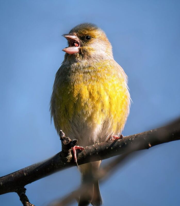 Птицы зеленушка бёрдвотчинг  А не спеть ли нам песню...photo preview