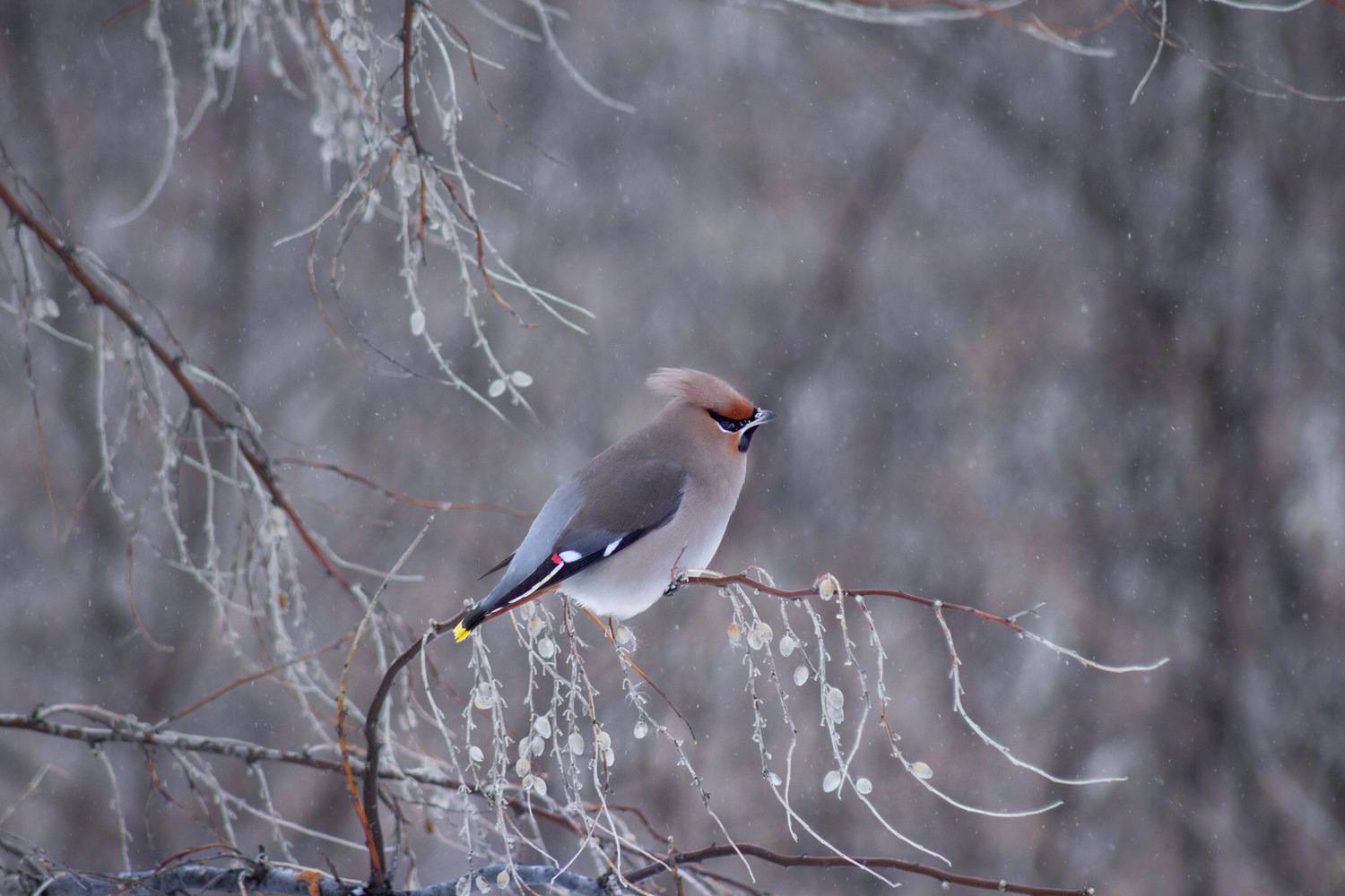 свиристель, Александр Канцур