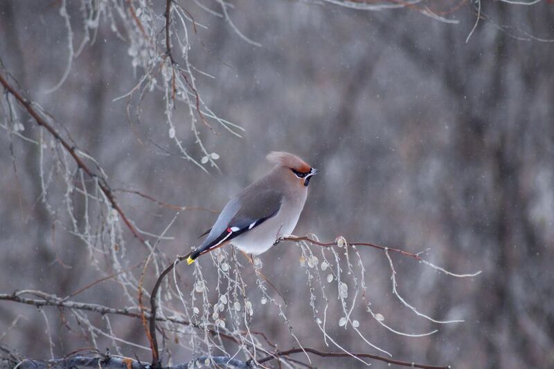 свиристель А снег идет.photo preview
