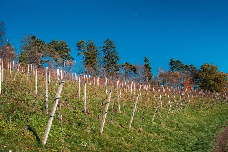 трава виноградник небо солнце самолет южный склон Южный склонphoto preview