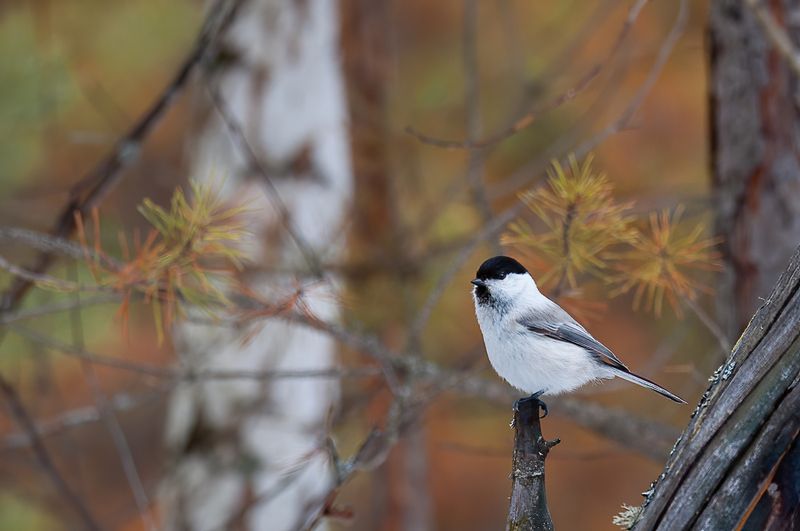 птица, синица, пухляк пухляк фото превью