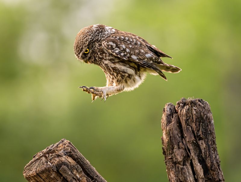 bird, littleowl, nature, funny,cute,wildlife Big jump фото превью