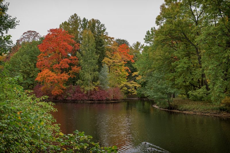 спб. елагин остров. осень. photo preview