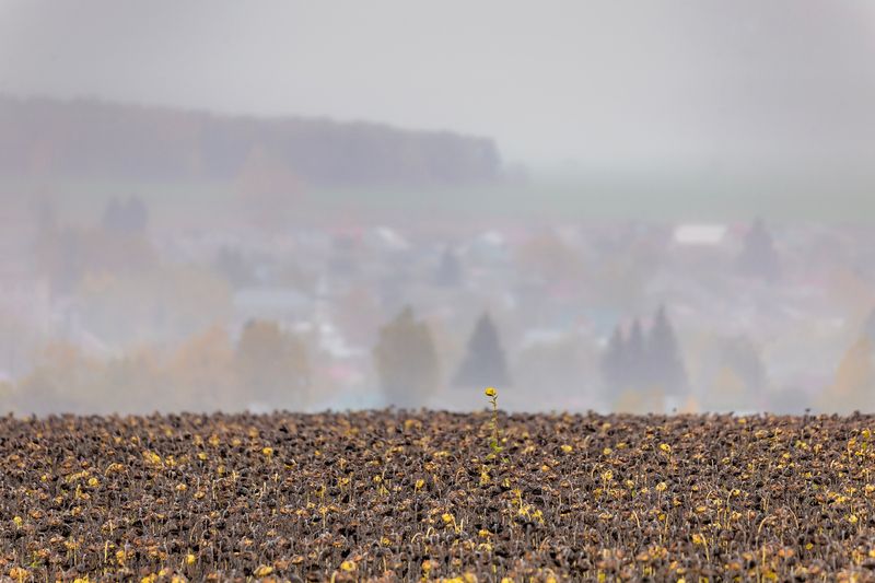 Один в поле..photo preview