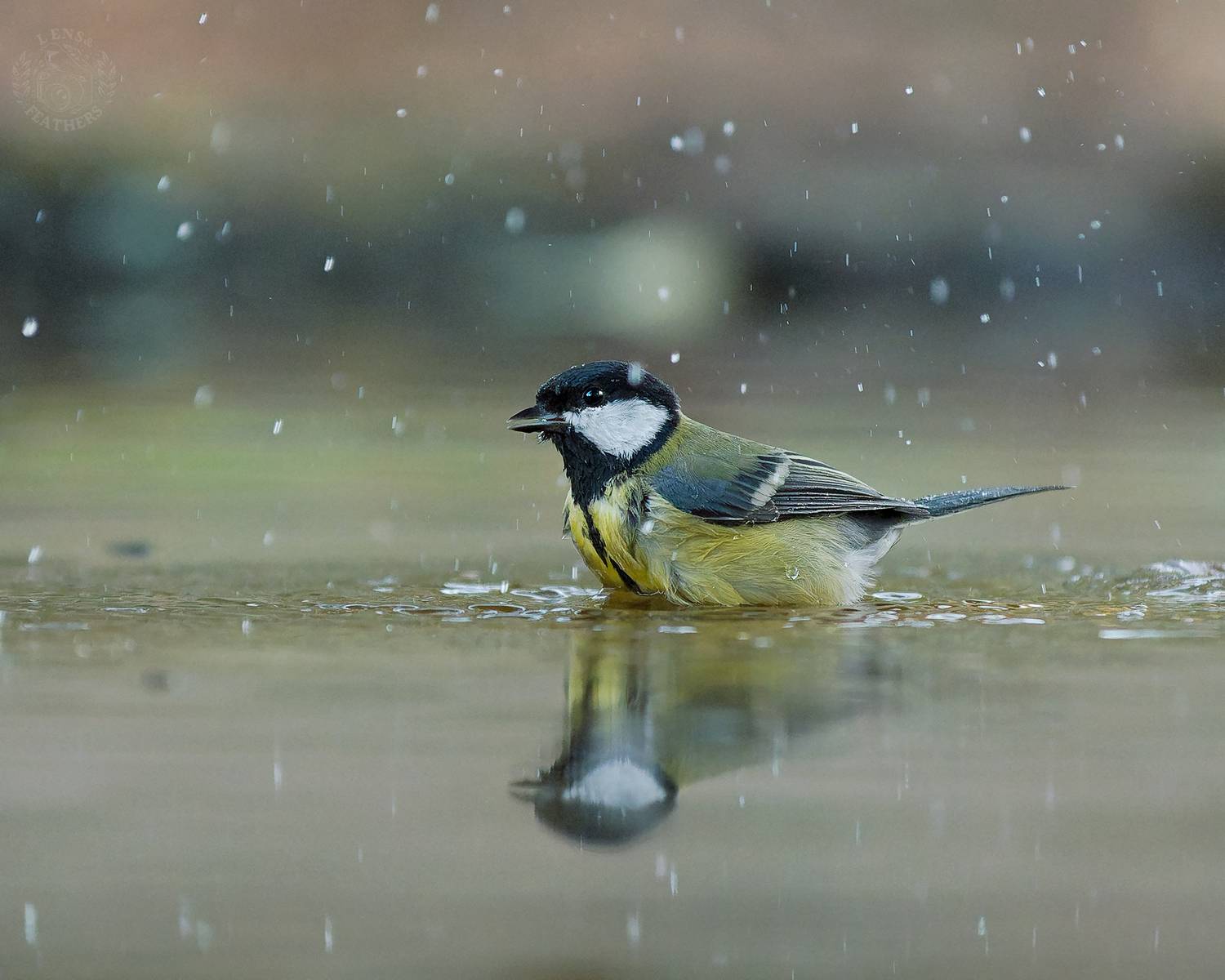 , Евгени Стефанов