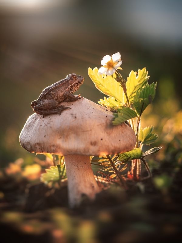 Любуясь этим миромphoto preview