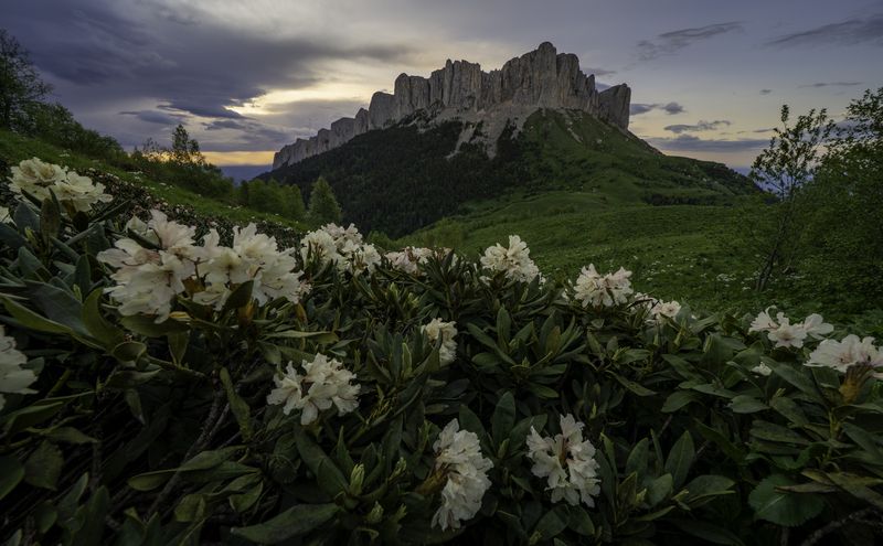 Россия, республика Адыгея, Большой Тхач, рододендроны, закат Вспоминаем летоphoto preview